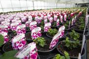 Why trials - and trusted people - drive sales in horticulture